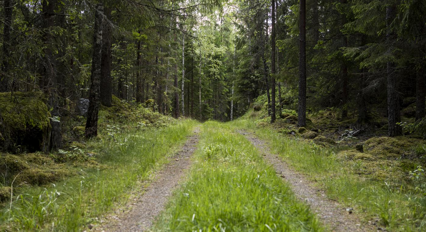 Skogsväg i barrskog med enstaka inslag av lövträd.