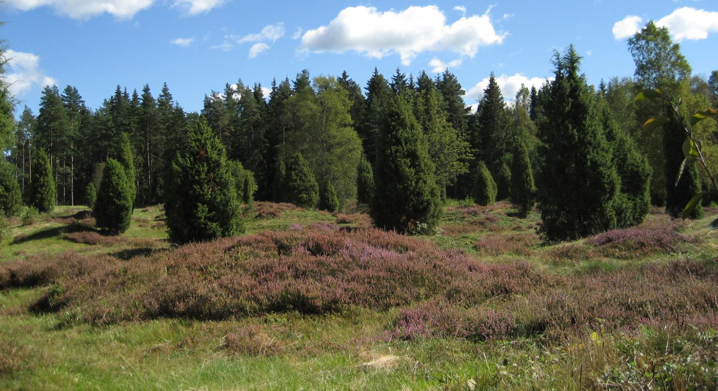 Ett forntida gravfält med små kullar och enebuskar