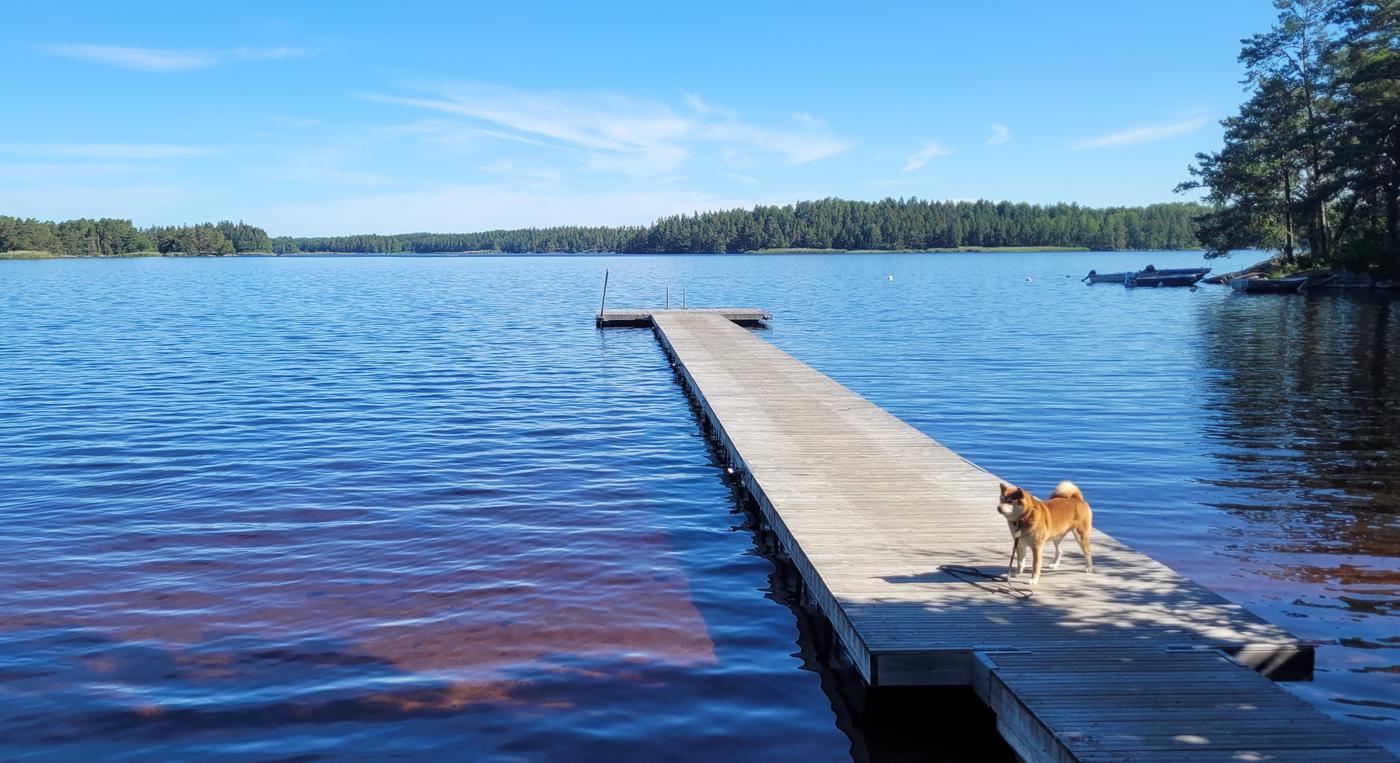 En hund står på en brygga