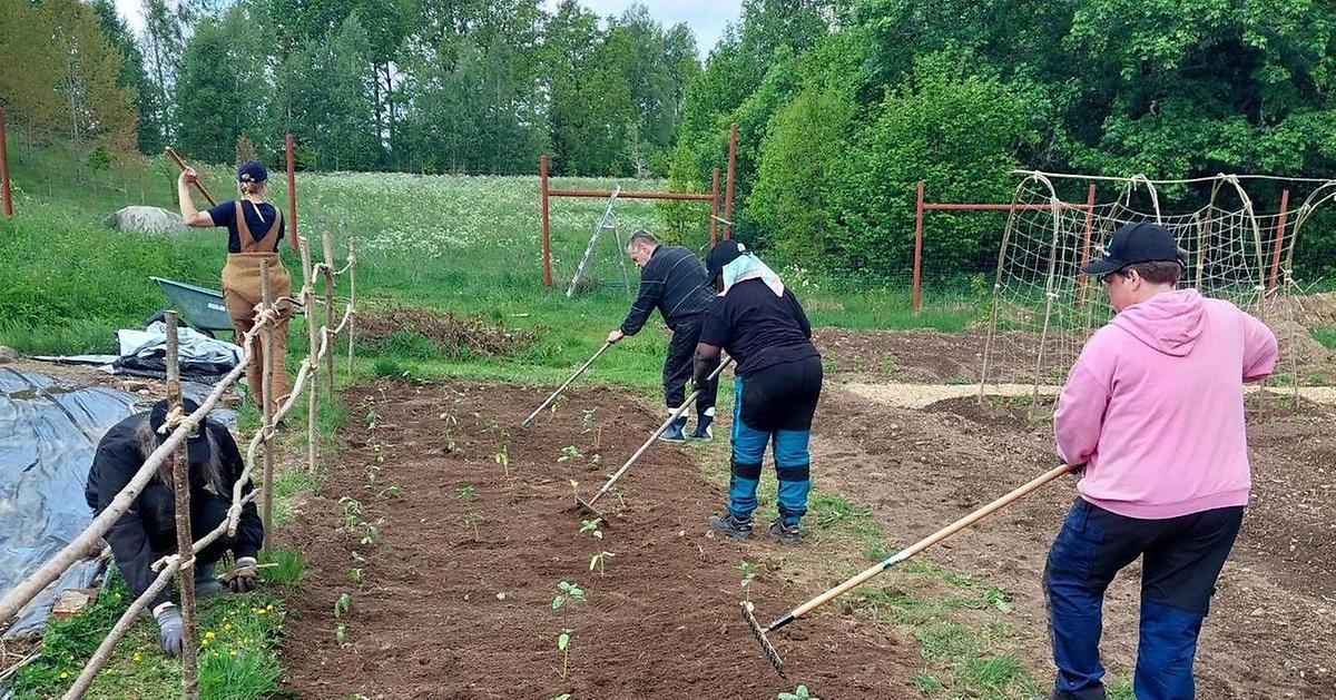 Tre personer som krattar i jorden på nysådd mark.