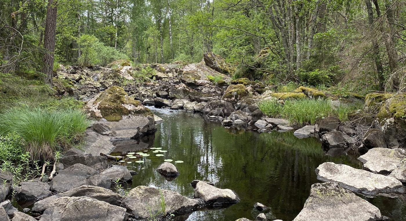 Vattendrag med lummig lövskog