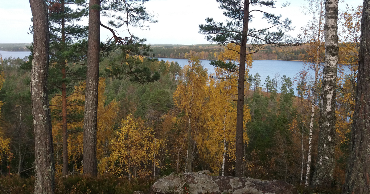 Naturbild. Skog med vatten i bakgrunden.